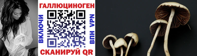мега   цена   Алексин  Галлюциногенные грибы прущие грибы 